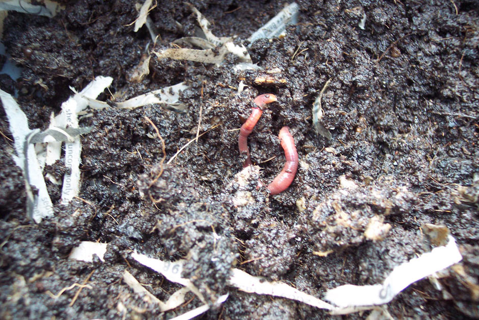 Some residents of the worm bin!