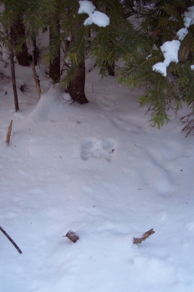 Can you spot the snowshoe hare tracks?