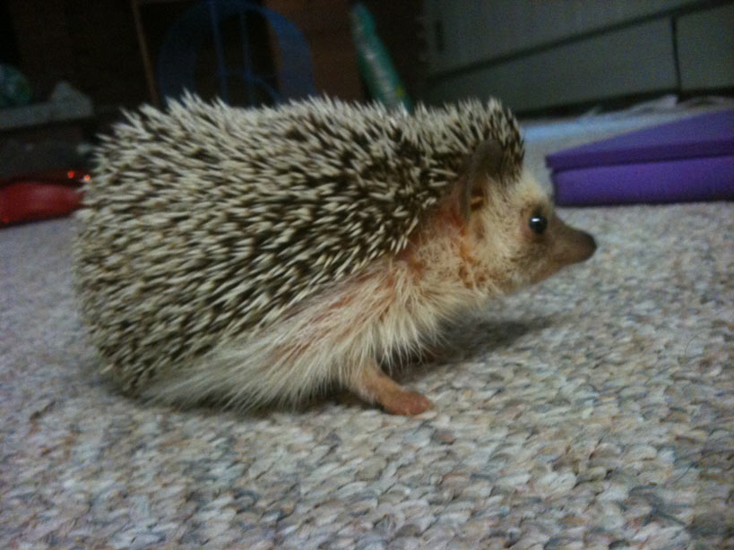 This is my friend’s pet hedgehog, Hermione. I babysat for her one weekend, and she bit me. I haven’t put that in a book yet, but I might some day.