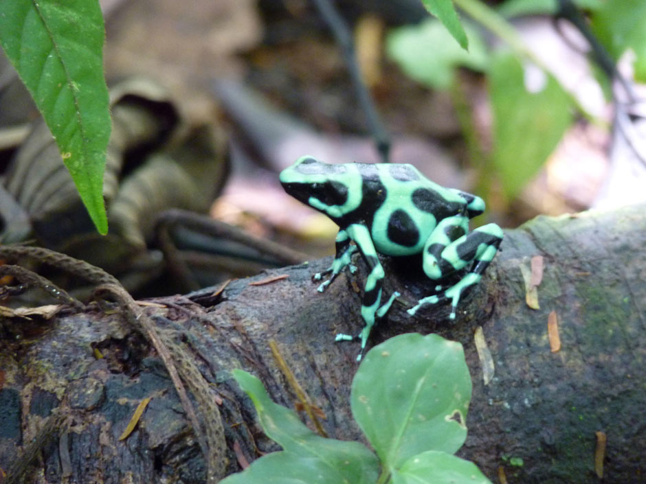 A poison dart frog in Costa Rica.