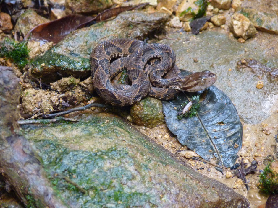 A deadly fer de lance viper that was right on the hiking trail. Our guide had us stand back while he coaxed it off the trail with a long stick. The snake is incredibly dangerous but also beautiful in an eerie way.