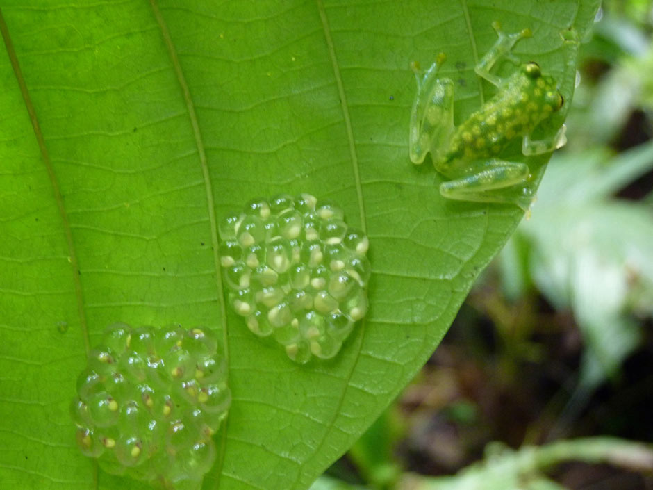 A glass frog protecting its eggs on the underside of a leaf.